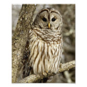 Barred Owl in boom Foto Afdruk (Voorkant)