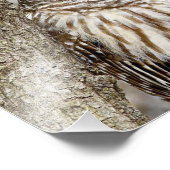 Barred Owl in een boom Foto Afdruk (Hoek)