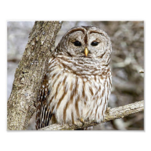 Barred Owl in een boom Foto Afdruk