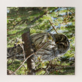 Barred Owl in Evergreen Tree Legpuzzel (Horizontaal)