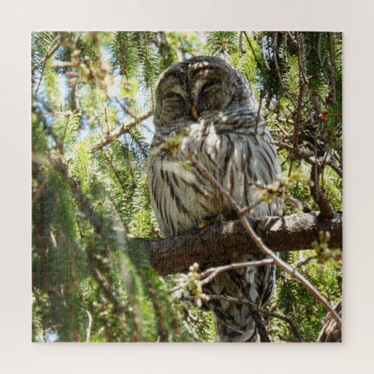 Barred Owl in Evergreen Tree Legpuzzel (Verticaal)
