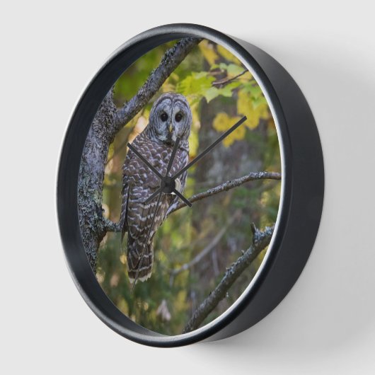 Barred Owl in Herfst | Alger County, MI (Hoek)