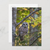 Barred Owl in Herfst | Alger County, MI Briefkaart (Voorkant / Achterkant)