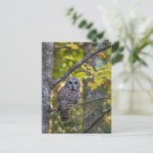 Barred Owl in Herfst | Alger County, MI Briefkaart (Staand voorkant)