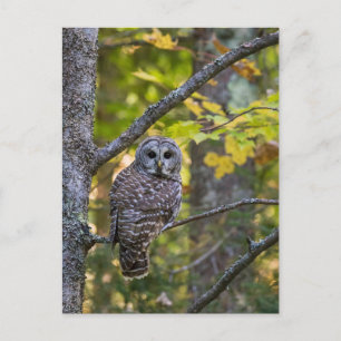 Barred Owl in Herfst   Alger County, MI Briefkaart