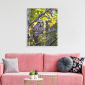 Barred Owl in Herfst | Alger County, MI Canvas Afdruk (Insitu (Woonkamer))