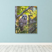 Barred Owl in Herfst | Alger County, MI Canvas Afdruk (Insitu (Houten vloer))