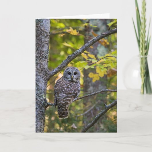 Barred Owl in Herfst | Alger County, MI Kaart (Voorkant)