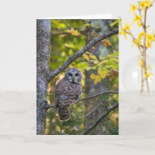 Barred Owl in Herfst | Alger County, MI Kaart (Gele Bloem)