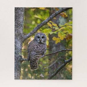 Barred Owl in Herfst Alger County, MI Legpuzzel