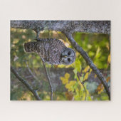 Barred Owl in Herfst | Alger County, MI Legpuzzel (Horizontaal)