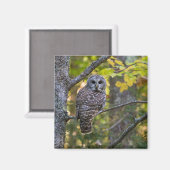 Barred Owl in Herfst | Alger County, MI Magneet (Voorkant / Achterkant)