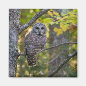 Barred Owl in Herfst | Alger County, MI Magneet (Voorkant)