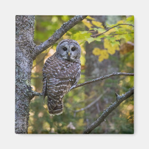 Barred Owl in Herfst   Alger County, MI Magneet