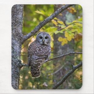 Barred Owl in Herfst   Alger County, MI Muismat