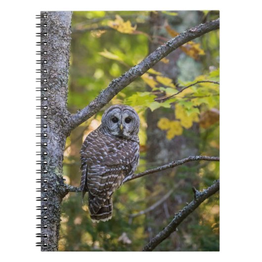 Barred Owl in Herfst | Alger County, MI Notitieboek (Voorkant)
