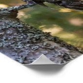 Barred Owl in Herfst | Alger County, MI Poster (Hoek)