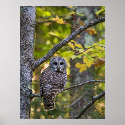 Barred Owl in Herfst | Alger County, MI Poster (Voorkant)