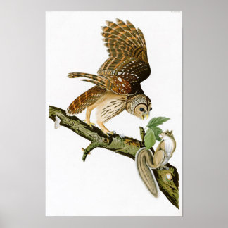 Barred Owl John James Audubon Birds of America Poster