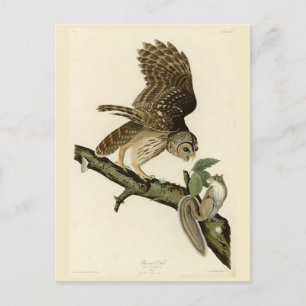 Barred Owl, John James Audubon's Birds of America Briefkaart