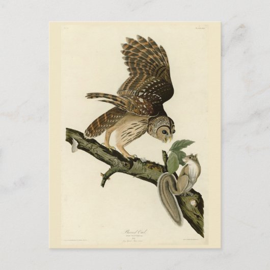 Barred Owl, John James Audubon's Birds of America Briefkaart (Voorkant)
