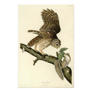 Barred Owl, John James Audubon's Birds of America Foto Afdruk