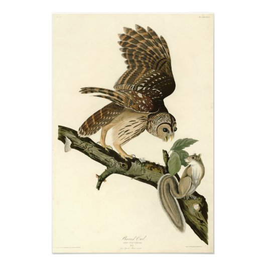Barred Owl, John James Audubon's Birds of America Foto Afdruk (Voorkant)