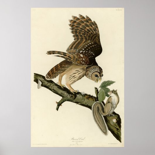 Barred Owl, John James Audubon's Birds of America Poster (Voorkant)