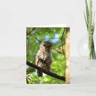 Barred Owl (juveniel) #3 - Blank Note Card Kaart