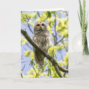 Barred Owl Kaart
