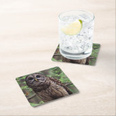 Barred Owl Kartonnen Onderzetters (Insitu)