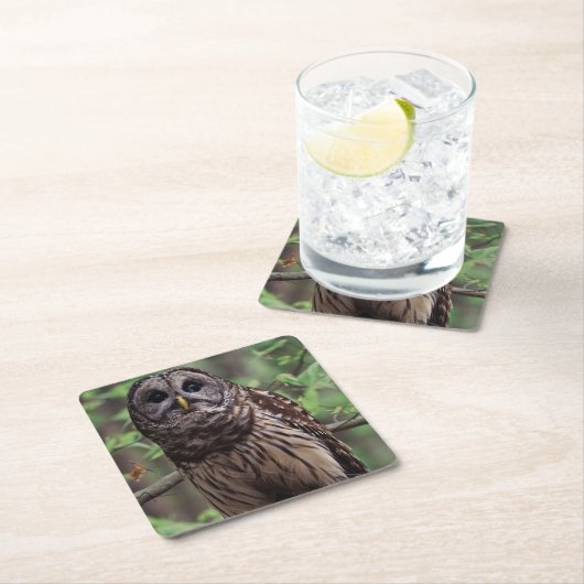 Barred Owl Kartonnen Onderzetters (Insitu)