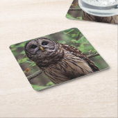 Barred Owl Kartonnen Onderzetters (Schuin)