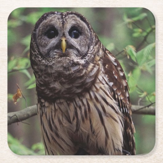 Barred Owl Kartonnen Onderzetters (Voorkant)