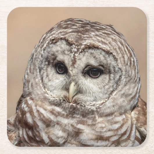 Barred Owl Kartonnen Onderzetters (Voorkant)