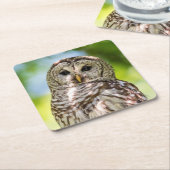 Barred Owl Kartonnen Onderzetters (Schuin)