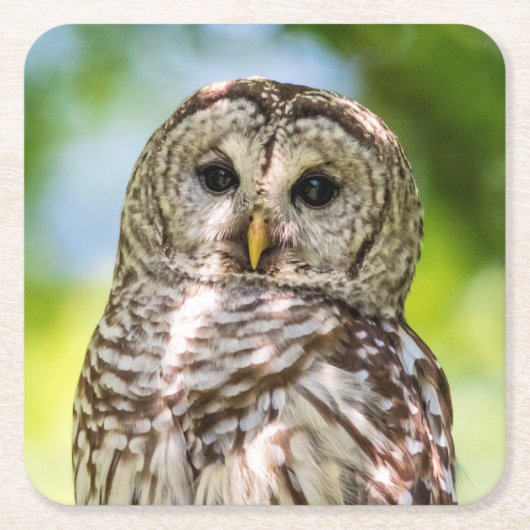 Barred Owl Kartonnen Onderzetters (Voorkant)