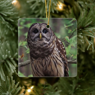 Barred Owl Keramisch Ornament