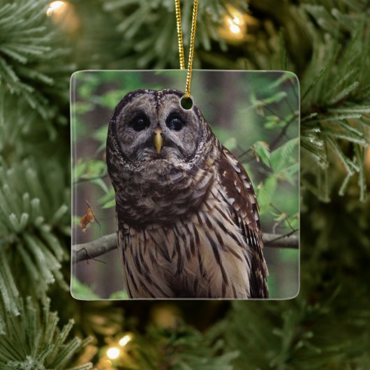 Barred Owl Keramisch Ornament (Boom)