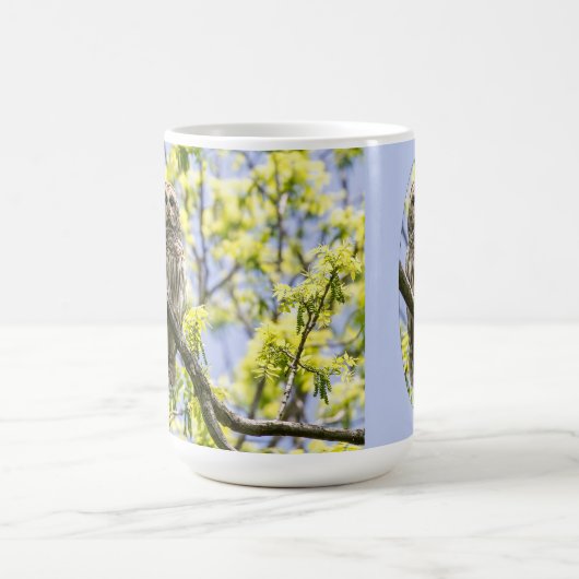 Barred Owl Koffiemok (Center)