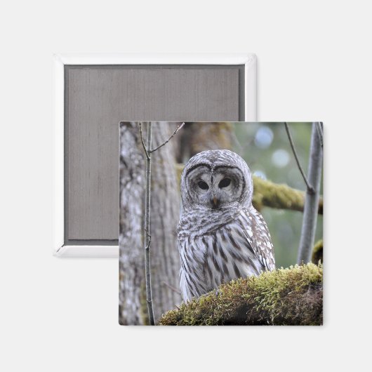 Barred Owl Lovers Magnet (Voorkant / Achterkant)