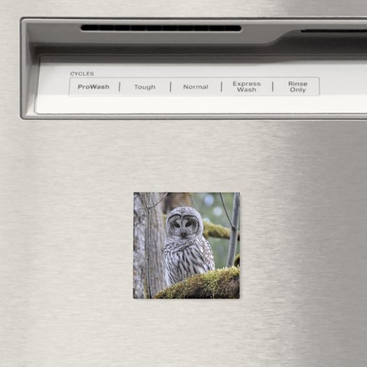 Barred Owl Lovers Magnet (Insitu (Vaatwasser))
