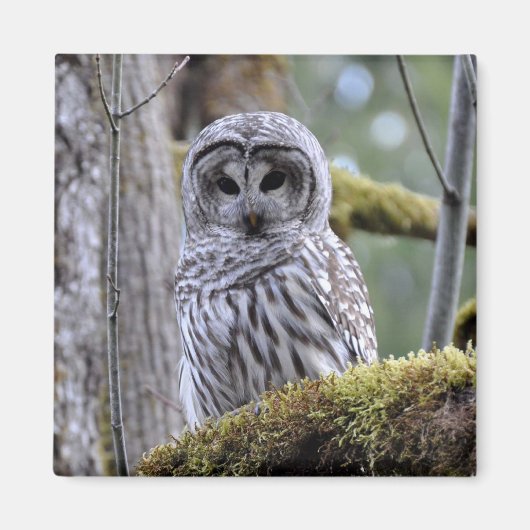Barred Owl Lovers Magnet (Voorkant)