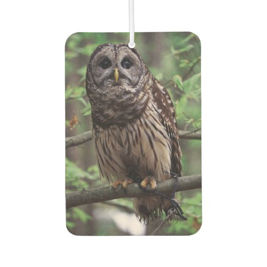Barred Owl Luchtverfrisser (Voorkant)