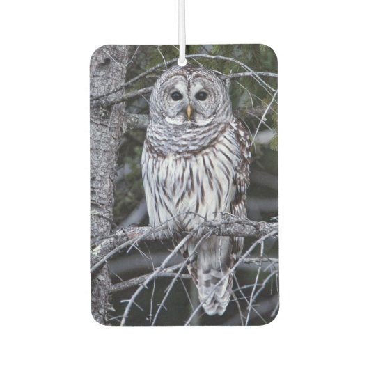 Barred Owl Luchtverfrisser (Voorkant)