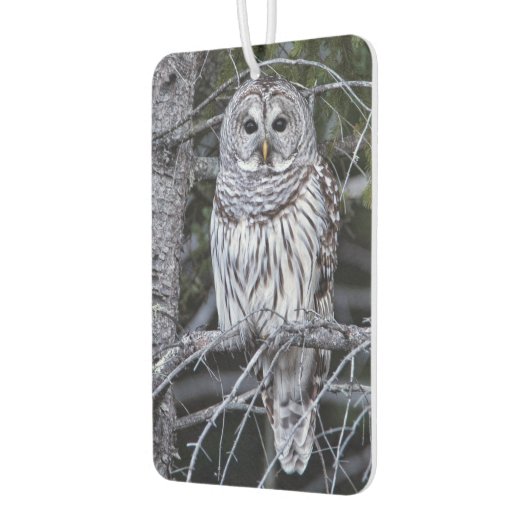Barred Owl Luchtverfrisser (Links)