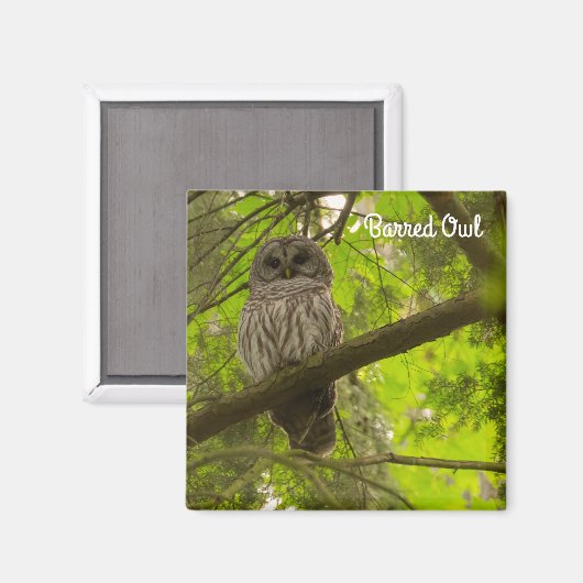 Barred Owl Magneet (Voorkant / Achterkant)