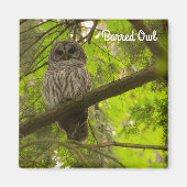 Barred Owl Magneet (Voorkant)