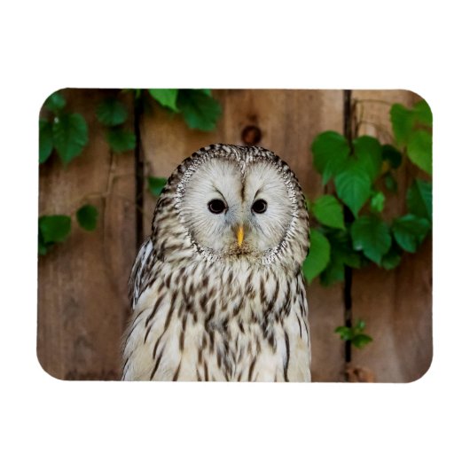 Barred Owl Magneet (Horizontaal)