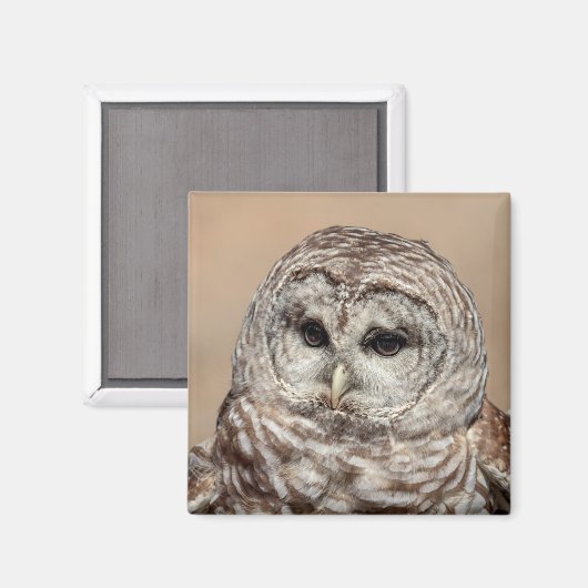Barred Owl Magneet (Voorkant / Achterkant)